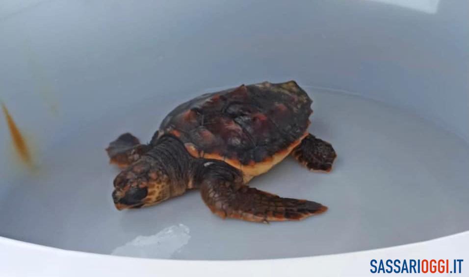 Una Caretta Caretta Soccorsa Nell Area Marina Protetta Di Capo Caccia