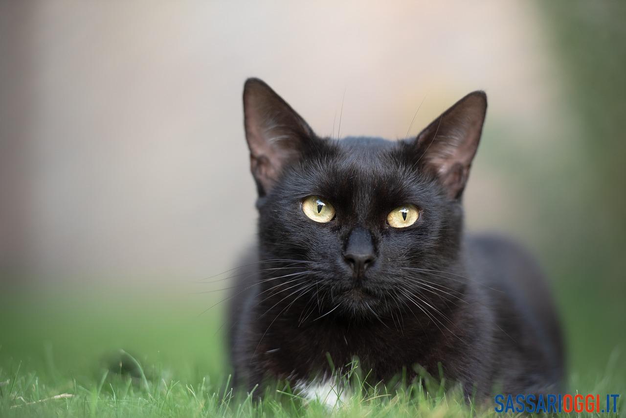 Il 17 novembre è la festa del gatto nero: curiosità, leggende e  superstizioni