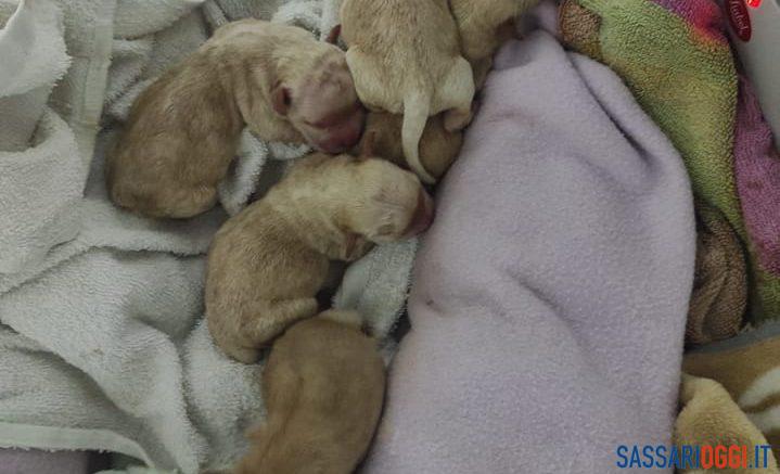 cuccioli abbandonati sassari