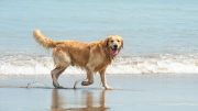 cani spiaggia sassari