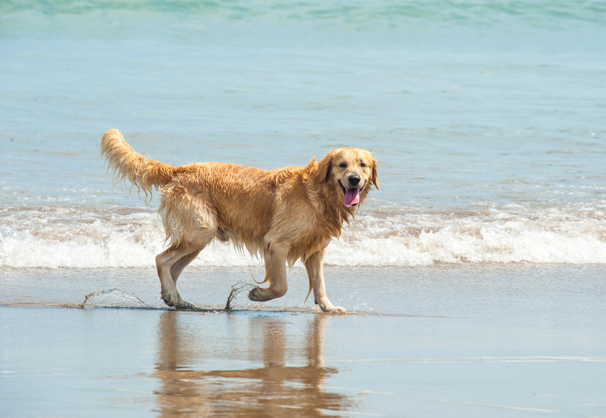 cani spiaggia sassari