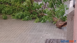 alberi sacro cuore sassari