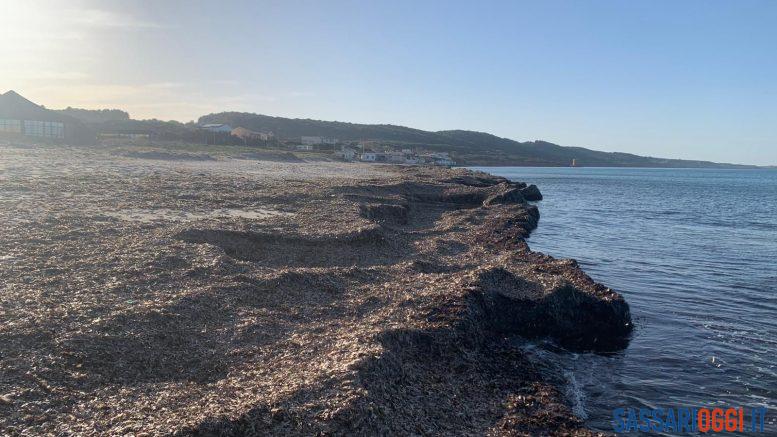 Dopo le mareggiate a Platamona arrivano tonnellate di alghe