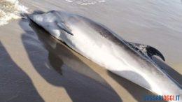 Nella spiaggia di Sorso trovato un delfino morto