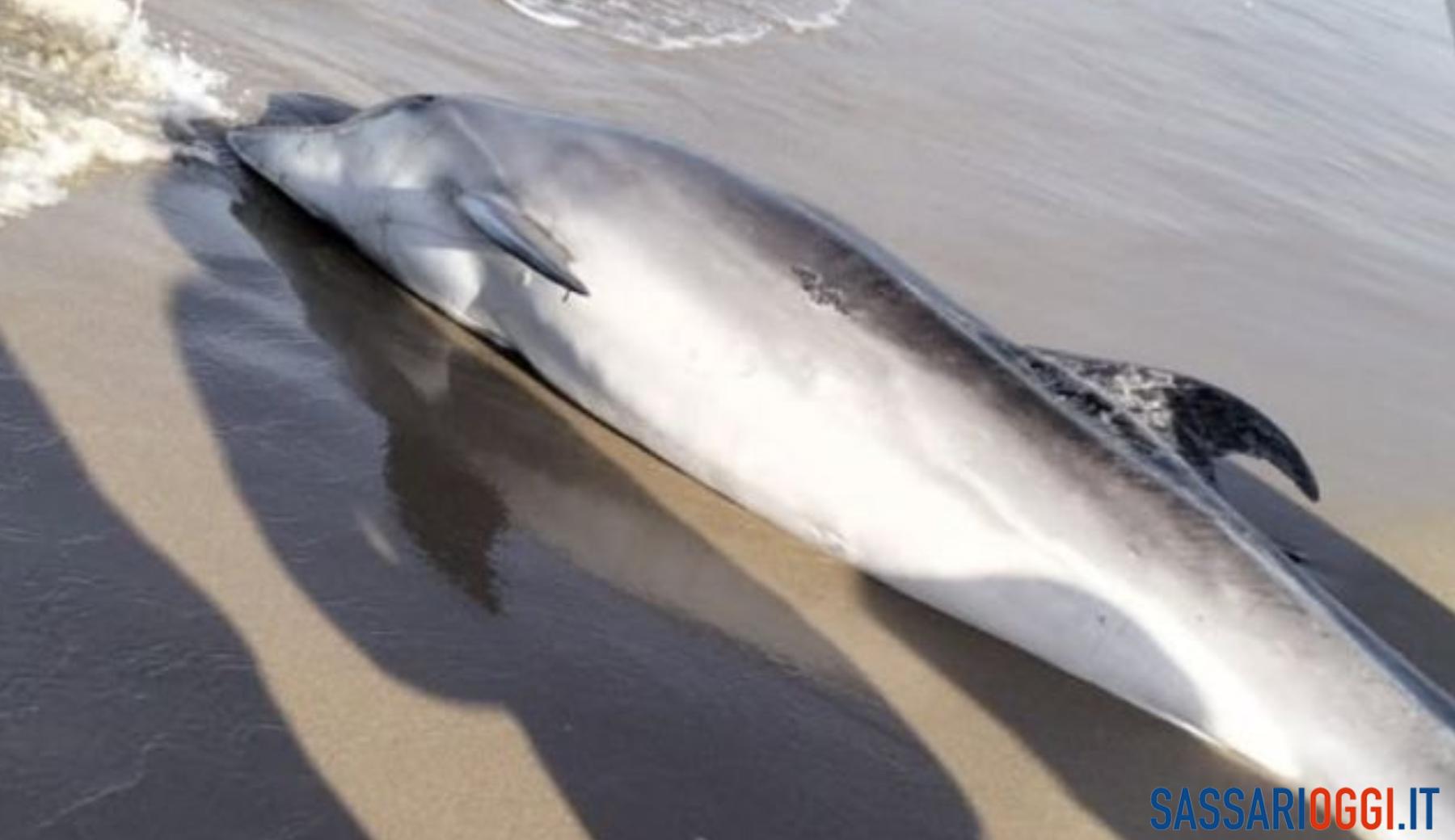 Nella spiaggia di Sorso trovato un delfino morto